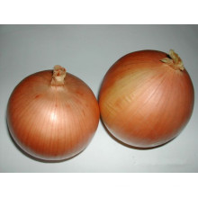 Fresh Yellow Onion with Middle Size for MID-East Market